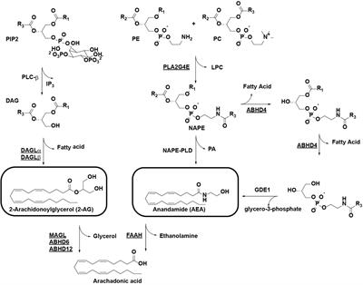 Chemical Proteomic Analysis of Serine Hydrolase Activity in Niemann-Pick Type C Mouse Brain